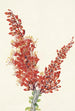 Ocotillo Fouquieria splendens - Mary Vaux Walcott — Ansicht des Kunstwerks