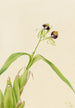 Orchidee Epidendrum cochleatum - Mary Vaux Walcott — Ansicht des Kunstwerks