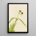 Orchidee Epidendrum cochleatum - Mary Vaux Walcott — gerahmtes Bild an der Wand
