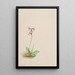 Orchis Orchis rotundifolia - Mary Vaux Walcott — gerahmtes Bild an der Wand