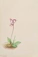 Orchis Orchis rotundifolia - Mary Vaux Walcott — Ansicht des Kunstwerks