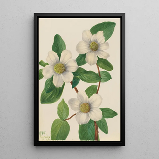 Mary Vaux Walcott - Pacific Dogwood Cornus nuttallii.webp