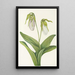 Sabot della Vergine pallida Cypripedium acaule - Mary Vaux Walcott — quadro incorniciato alla parete