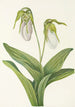 Sabot della Vergine pallida Cypripedium acaule - Mary Vaux Walcott — vista dell’opera