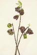 Asiminier trilobé Asimina triloba - Mary Vaux Walcott — Ansicht des Kunstwerks