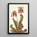 Sarracénie perroquet Sarracenia psittacina - Mary Vaux Walcott — gerahmtes Bild an der Wand