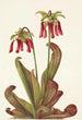 Sarracénie perroquet Sarracenia psittacina - Mary Vaux Walcott — Ansicht des Kunstwerks