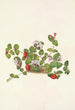 Mitchella rampante Mdtchella repens - Mary Vaux Walcott — vista dell’opera