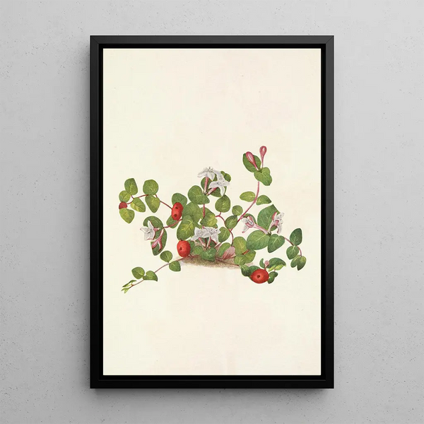 Mary Vaux Walcott - Partridgeberry Mdtchella repens.webp