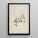 Mitchella rampante Mitchella repena - Mary Vaux Walcott — gerahmtes Bild an der Wand