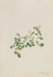 Mitchella rampante Mitchella repena - Mary Vaux Walcott — Ansicht des Kunstwerks