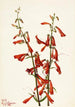 Penstémon barbu Pentstemon barbatus - Mary Vaux Walcott — vista dell’opera