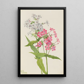 Mary Vaux Walcott - Perennial Phlox Phlox paniculata.webp