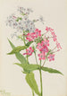 Phlox vivace Phlox paniculata - Mary Vaux Walcott — Ansicht des Kunstwerks