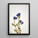 Phacélie di Parry Phacelia parryi - Mary Vaux Walcott — quadro incorniciato alla parete