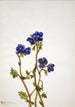 Phacélie di Parry Phacelia parryi - Mary Vaux Walcott — vista dell’opera