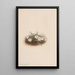Phlox - Mary Vaux Walcott — gerahmtes Bild an der Wand