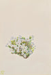Phlox caespitosa - Mary Vaux Walcott — vista dell’opera