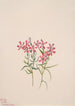 Phlox stansburyi - Mary Vaux Walcott — vista dell’opera