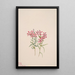 Phlox stansburyi - Mary Vaux Walcott — quadro incorniciato alla parete