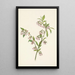 Myrtille des pinèdes Vaccinium tenellum - Mary Vaux Walcott — quadro incorniciato alla parete