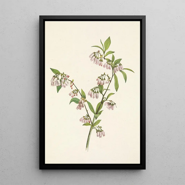 Mary Vaux Walcott - Pineland Blueberry Vaccinium tenellum.webp