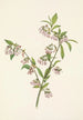 Myrtille des pinèdes Vaccinium tenellum - Mary Vaux Walcott — vista dell’opera