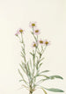 Vergerette rose Erigeron caespitosus - Mary Vaux Walcott — Ansicht des Kunstwerks