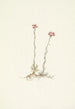 Antennaires roses Antennaria rosea - Mary Vaux Walcott — vista dell’opera