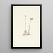 Antennaires roses Antennaria rosea - Mary Vaux Walcott — quadro incorniciato alla parete
