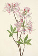 Azalée à coquille rose Azalea vaseyi - Mary Vaux Walcott — Ansicht des Kunstwerks