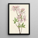 Azalée à coquille rose Azalea vaseyi - Mary Vaux Walcott — gerahmtes Bild an der Wand