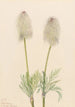 Anémone plume Pulsatilla occidentalis - Mary Vaux Walcott — Ansicht des Kunstwerks