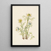 Fleur d'anémone plume Pulsatilla occidentalis - Mary Vaux Walcott — gerahmtes Bild an der Wand
