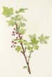 Blumenstrauß der stacheligen Johannisbeere Ribes lacustre - Mary Vaux Walcott — Ansicht des Kunstwerks