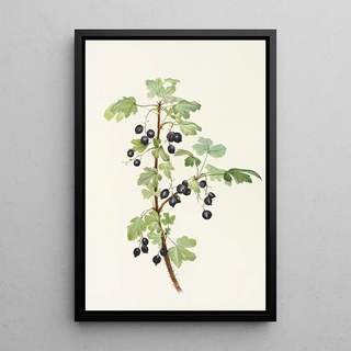 Mary Vaux Walcott - Prickly Currant fruit Ribes lacustre.webp
