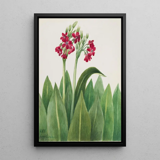 Mary Vaux Walcott - Primrose Primula parryi.webp