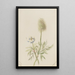 Pulsatilla occidentalis - Mary Vaux Walcott — quadro incorniciato alla parete