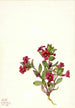 Mimule violette Mimulus bigelovii - Mary Vaux Walcott — Ansicht des Kunstwerks