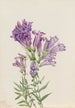Pentstemon violet Pentstemon lyallii - Mary Vaux Walcott — vista dell’opera