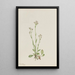 Antennaria racemosa - Mary Vaux Walcott — quadro incorniciato alla parete