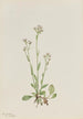 Antennaria racemosa - Mary Vaux Walcott — vista dell’opera