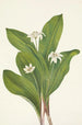 Fleur de clintonia uniflore - Mary Vaux Walcott — vista dell’opera