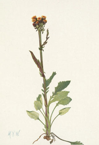 Mary Vaux Walcott - Rayless Groundsel Senecio pauciflorus.webp