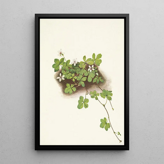 Mary Vaux Walcott - Red Dewberry Rubus pedatus.webp