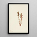 Hypopitys laineux - Mary Vaux Walcott — gerahmtes Bild an der Wand
