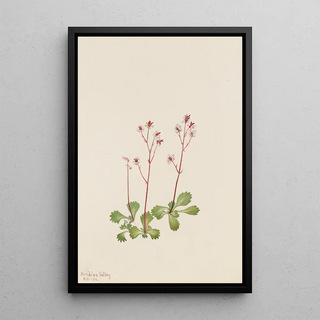 Mary Vaux Walcott - Redstem Saxifrage Saxifraga lyallii.webp
