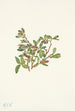 Salice delle rocce Salix petrophila - Mary Vaux Walcott — vista dell’opera