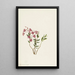 Mountain Kalmia - Mary Vaux Walcott — gerahmtes Bild an der Wand