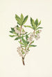 Rhododendron der Rocky Mountains Rhododendron albiflorum - Mary Vaux Walcott — Ansicht des Kunstwerks